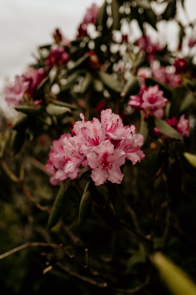 Scenic views of rhododendron bloom at Roan Mountain TN/NC - Bekah Cabrejos Photography